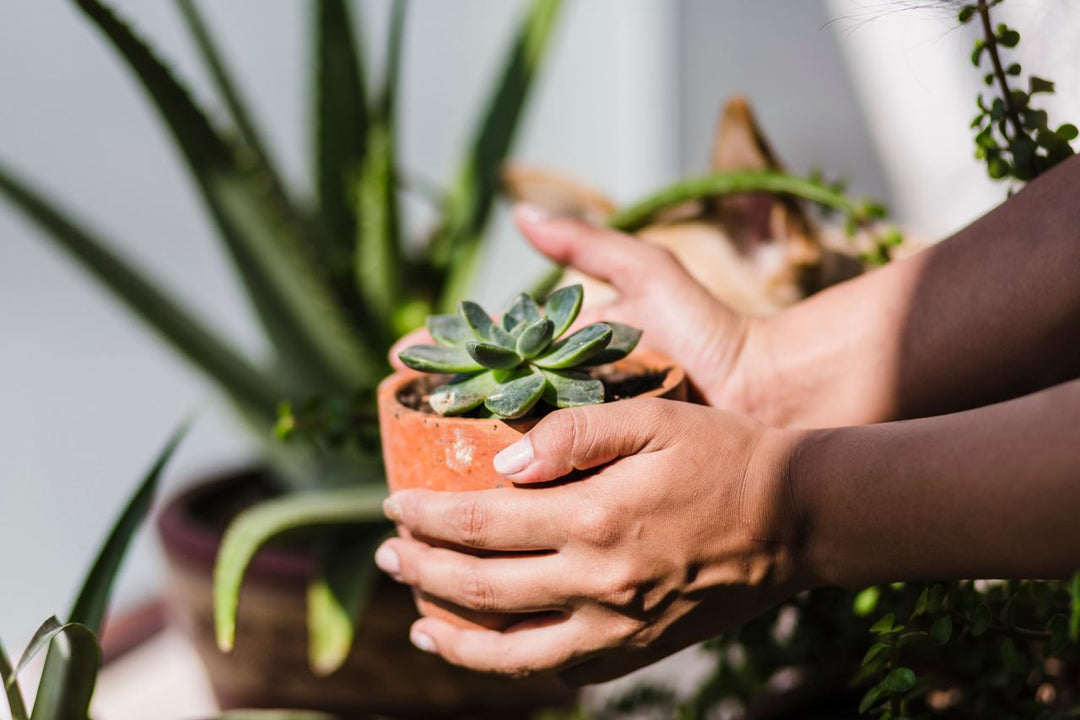 How to take care of a succulent!