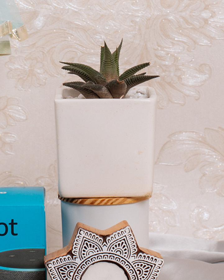 White Ceramic Planter With Live Succulent Plant