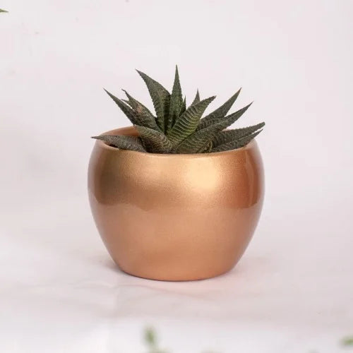 Metal Planter with Live Succulent